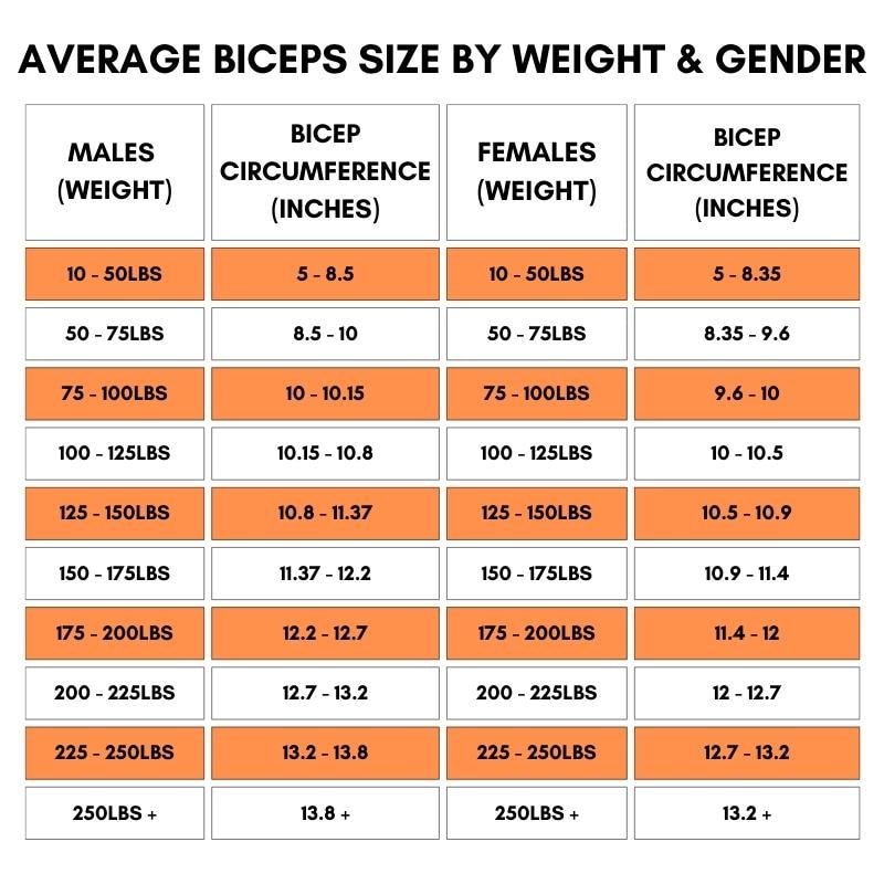 average bicep size by weight and gender