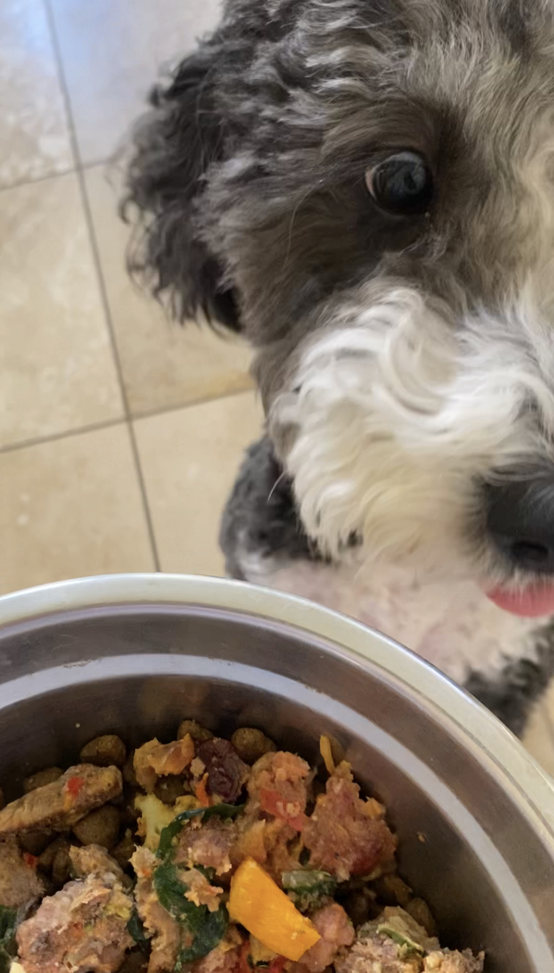 Healthy homemade dog food recipe
